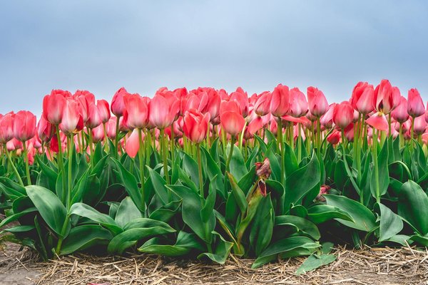 Les outils de jardinage ergonomiques pour préserver son dos