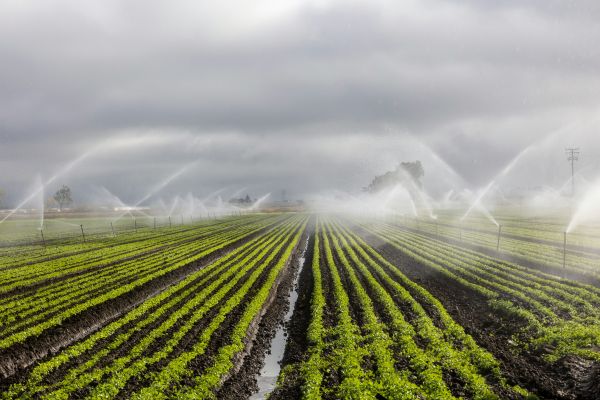 Top 5 astuces pour une installation réussie d'irrigation
